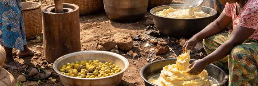 تاریخچه شی باتر و ورود آن به صنعت مراقبت پوستی