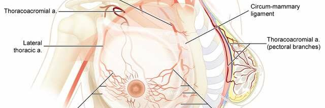 افزایش حجم و سایز سینه بدون جراحی و پروتز 