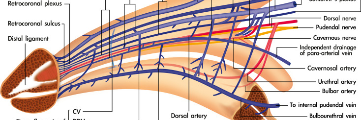 افزایش سایز آلت تناسلی